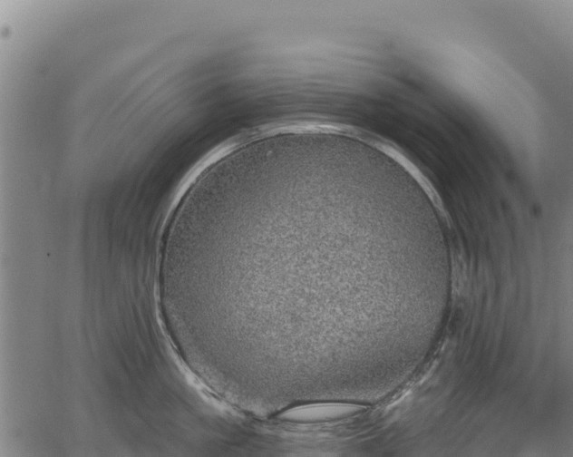 X0000066950861200603311440