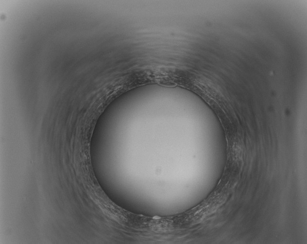 X0000066950865200603311440