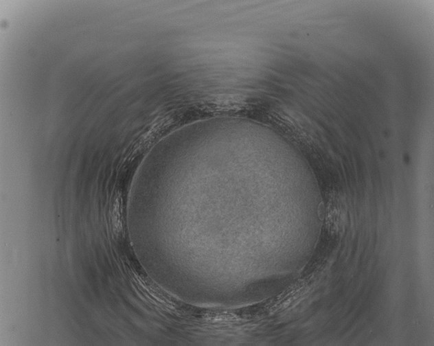 X0000066950866200603311440