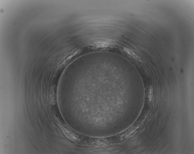 X0000066950868200603311440