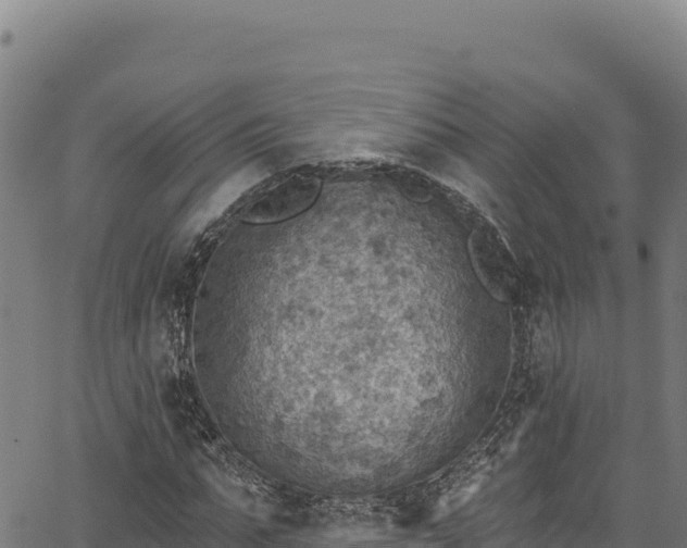 X0000066950871200603311440