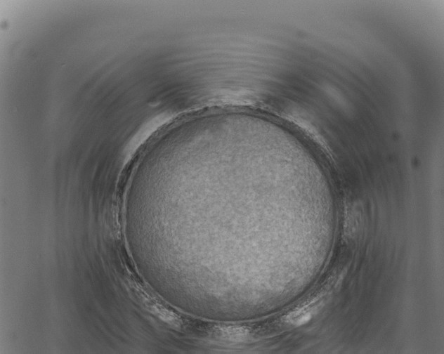 X0000066950878200603311439