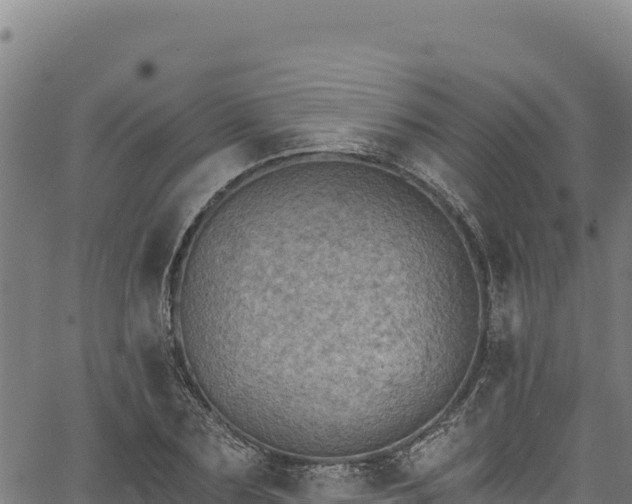 X0000066950883200603311439