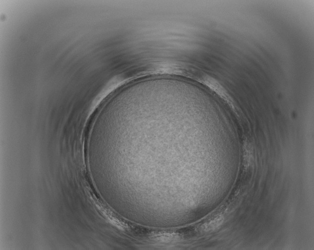 X0000066950886200603311439