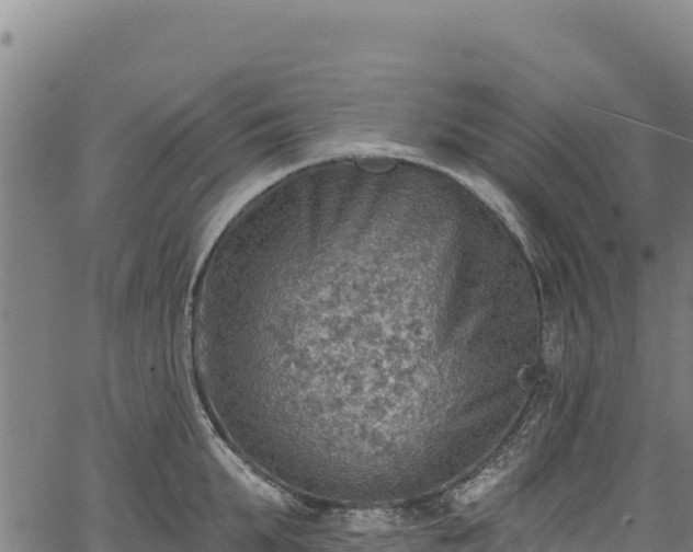 X0000066950903200603311439