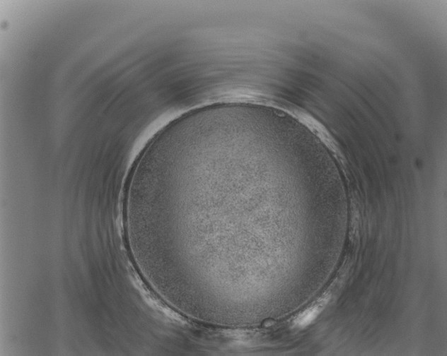 X0000066950904200603311439