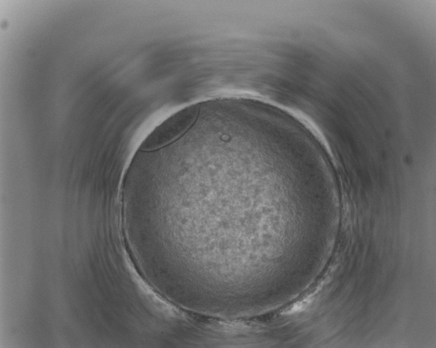 X0000066950911200603311439