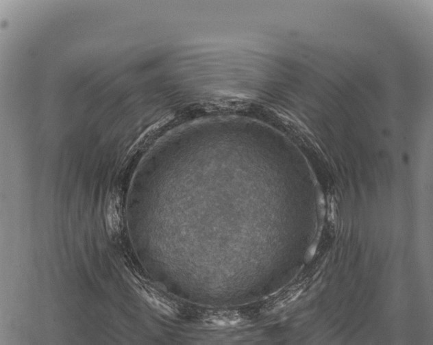 X0000066950915200603311438