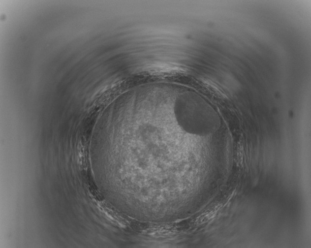 X0000066950917200603311438