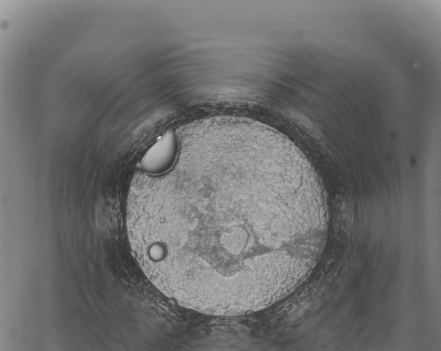 X0000066950918200603311438