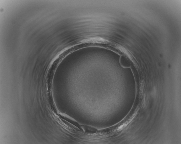 X0000066950923200603311438