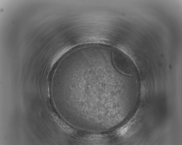 X0000066950925200603311438