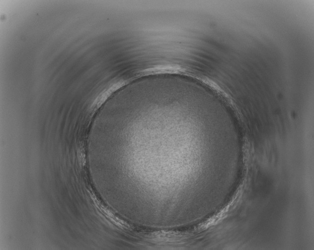 X0000066950929200603311438