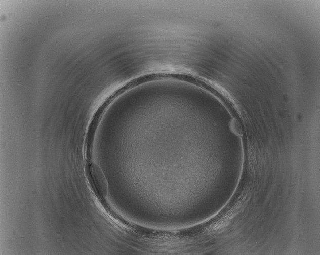 X0000066950935200603311438