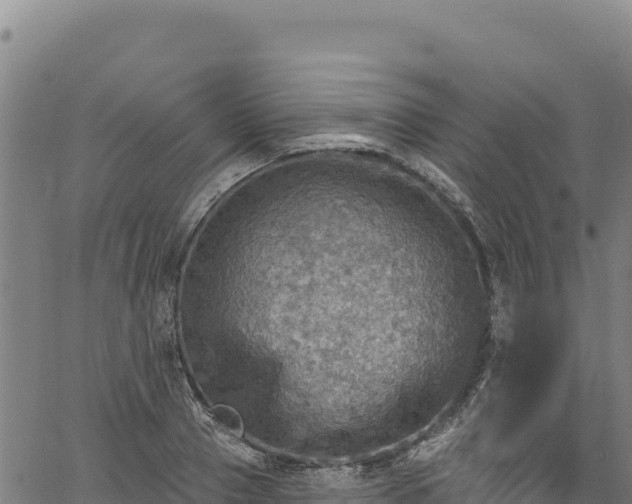 X0000066950937200603311439