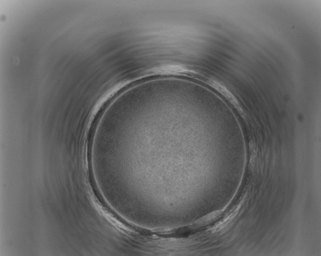 X0000066950939200603311439