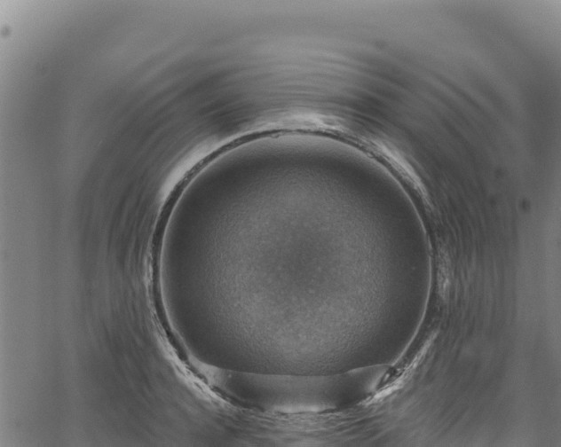 X0000066950944200603311439