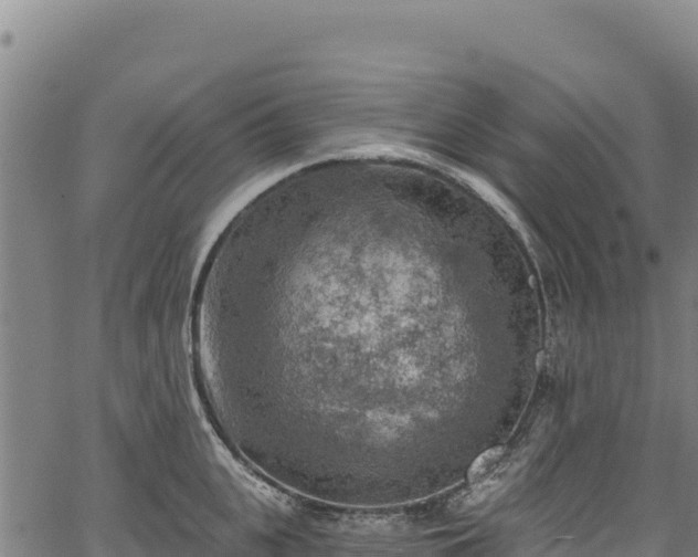 X0000066950951200603311439