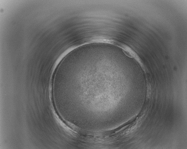 X0000066950955200603311439