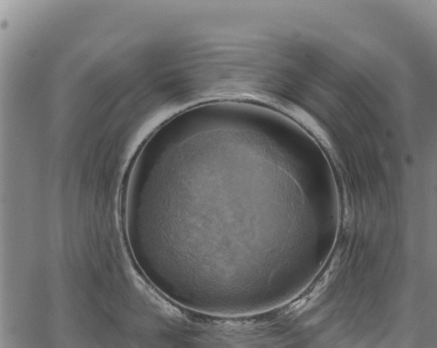 X0000066950958200603311439