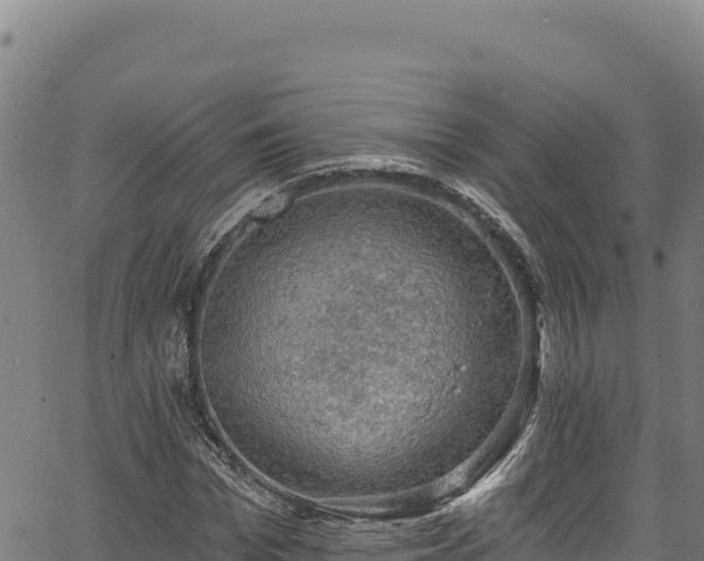 X0000066950969200603311438