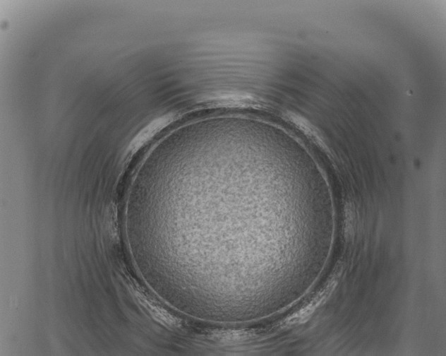 X0000066950970200603311438