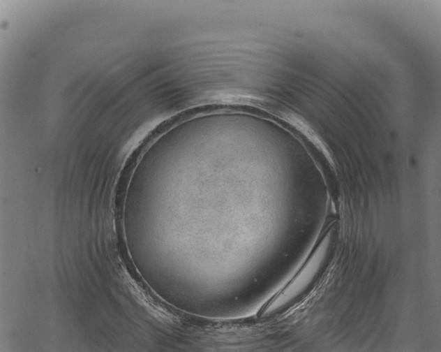 X0000066950972200603311438