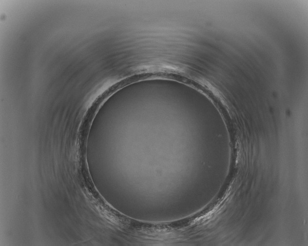 X0000066950975200603311438