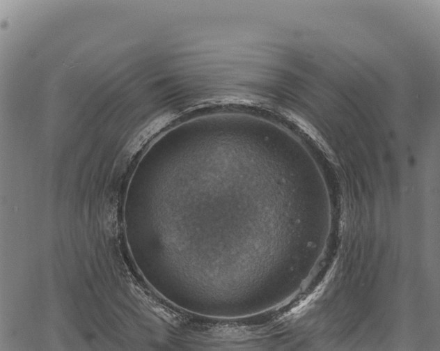 X0000066950977200603311438