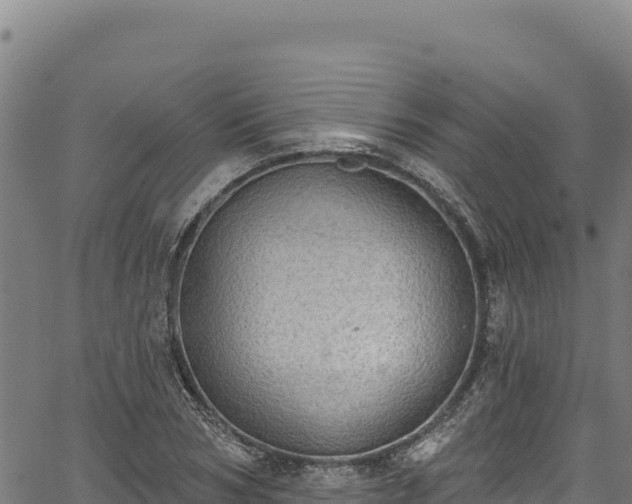 X0000066950978200603311438