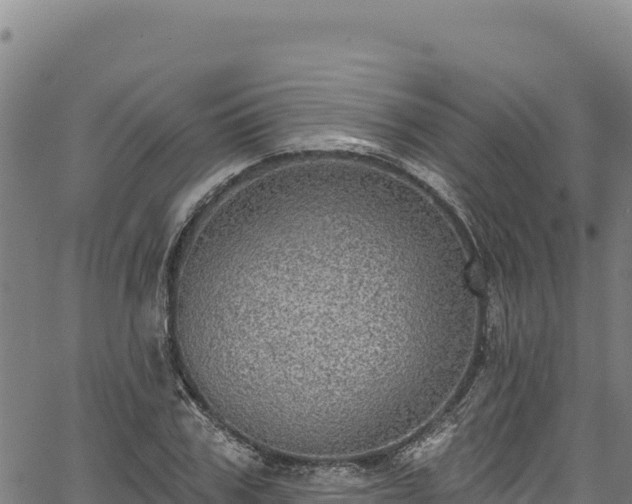 X0000066950979200603311438