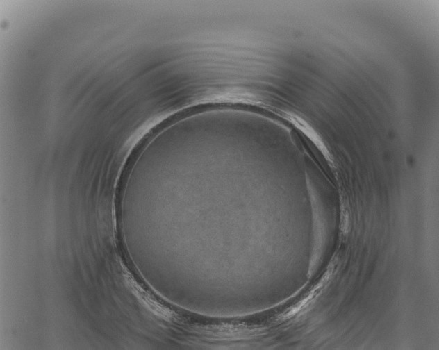 X0000066950980200603311438