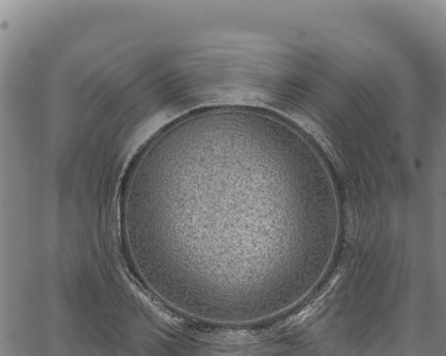 X0000066950982200603311438