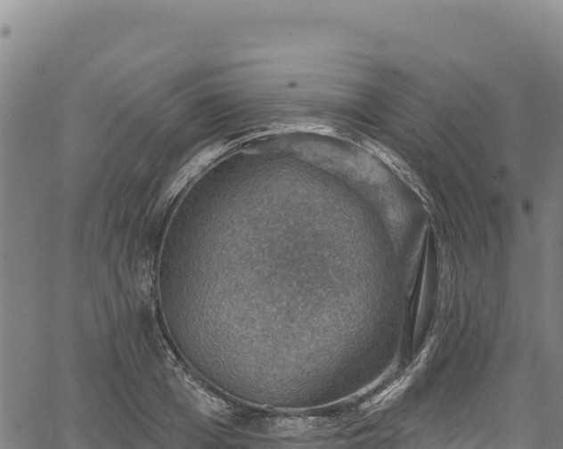 X0000066950985200603311438