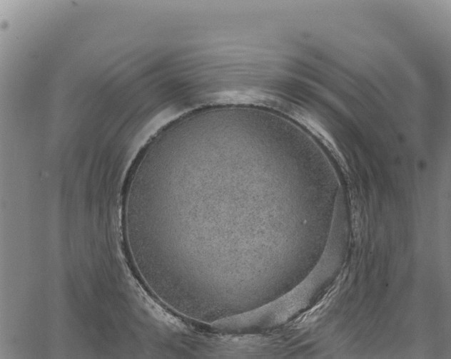 X0000066950992200603311438