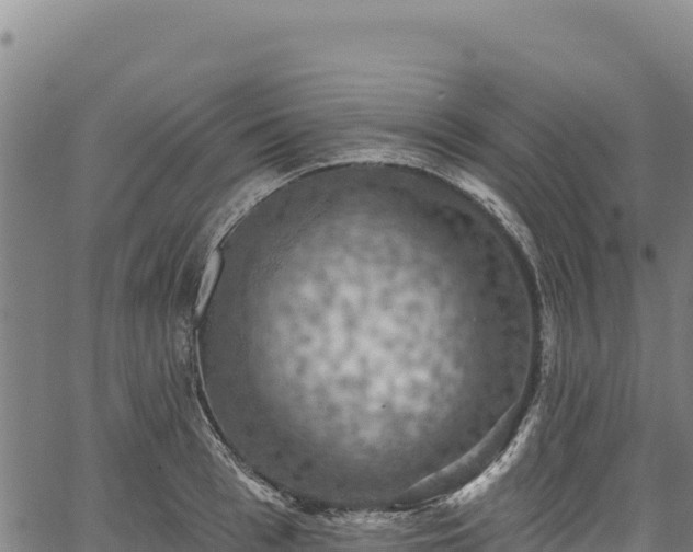 X0000066950993200603311438