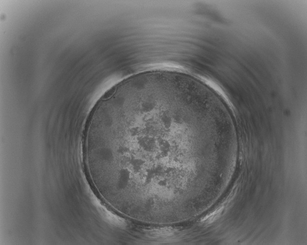 X0000066950999200603311437