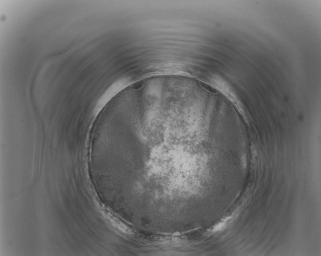 X0000066951002200603311437