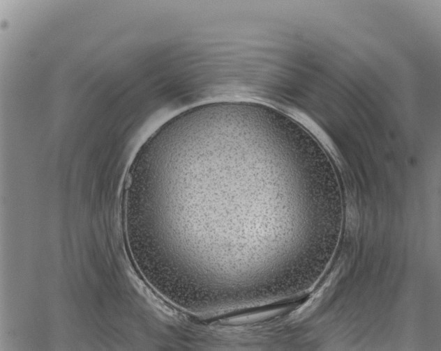 X0000066951004200603311437