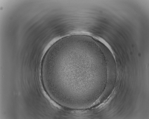 X0000066951005200603311437