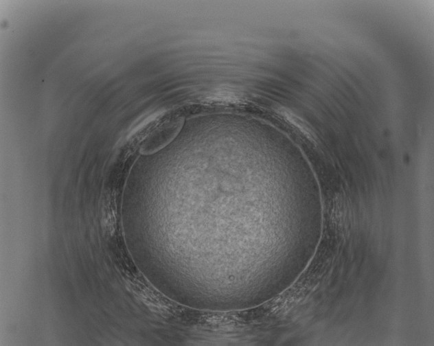 X0000066951015200603311437