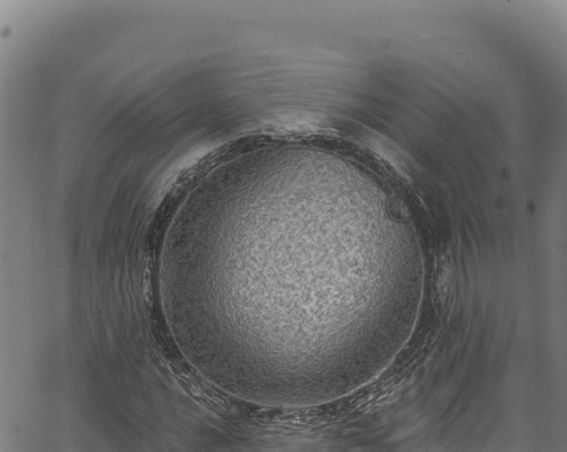 X0000066951016200603311437