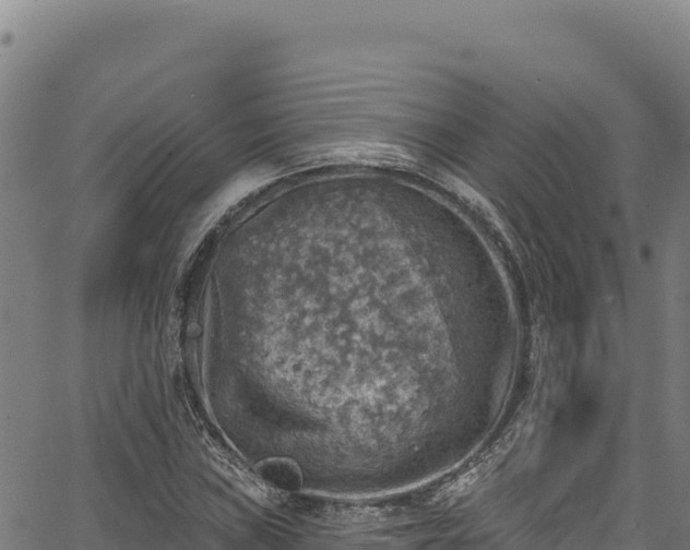 X0000066951019200603311437