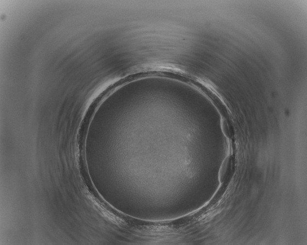 X0000066951024200603311437