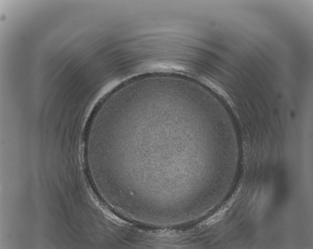 X0000066951029200603311437