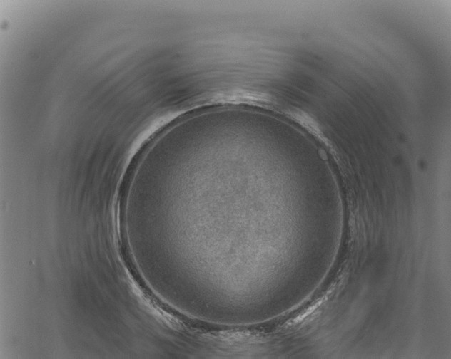 X0000066951032200603311437