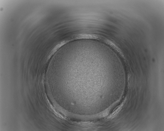 X0000066951033200603311437