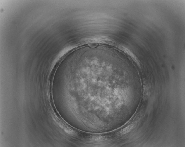 X0000066951035200603311437