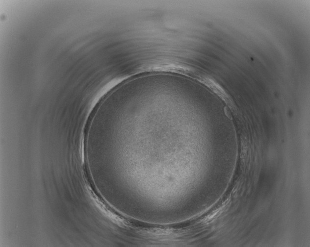 X0000066951036200603311437