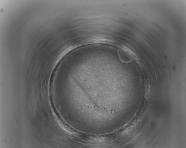 X0000066951039200603311437